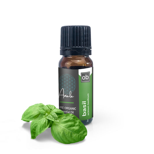 Basil Organic Essential Oil - 10ml - essentoils.co.za
