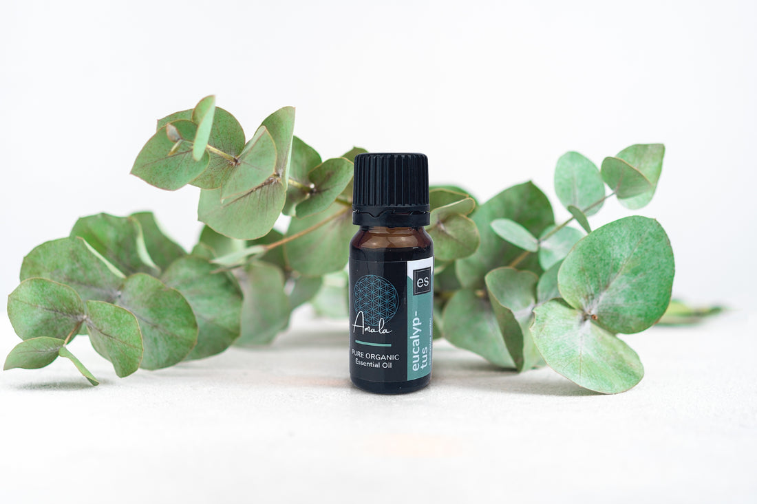 Unveiling the Versatility of Eucalyptus Essential Oil: A Breath of Freshness for Your Health and Well-being