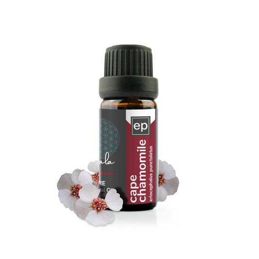 Chamomile, Cape Essential Oil - 5ml