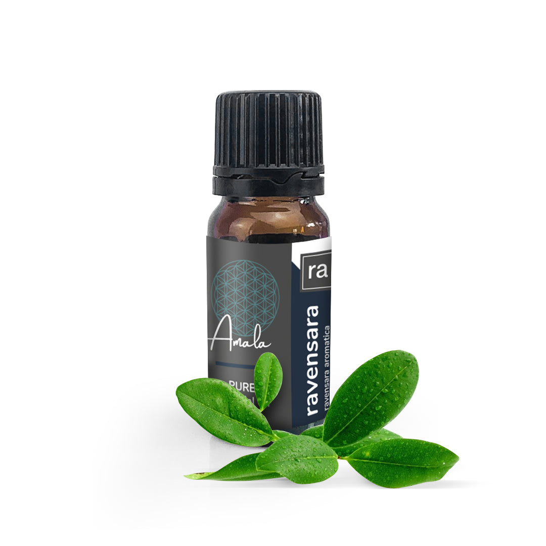 Ravensara Wild Harvested Essential Oil - 10ml - essentoils.co.za